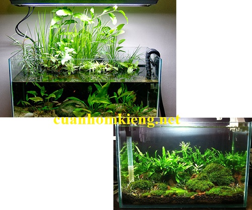 cắt kính hồ cá giá rẻ
